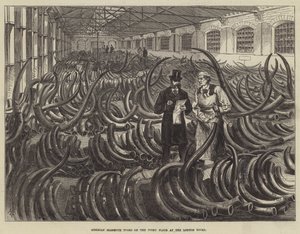 Siperian mammutinhampaita Ivory Floorissa London Docksissa